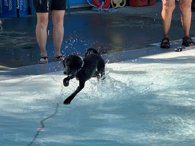 jumping-and-splashing-black-dog
