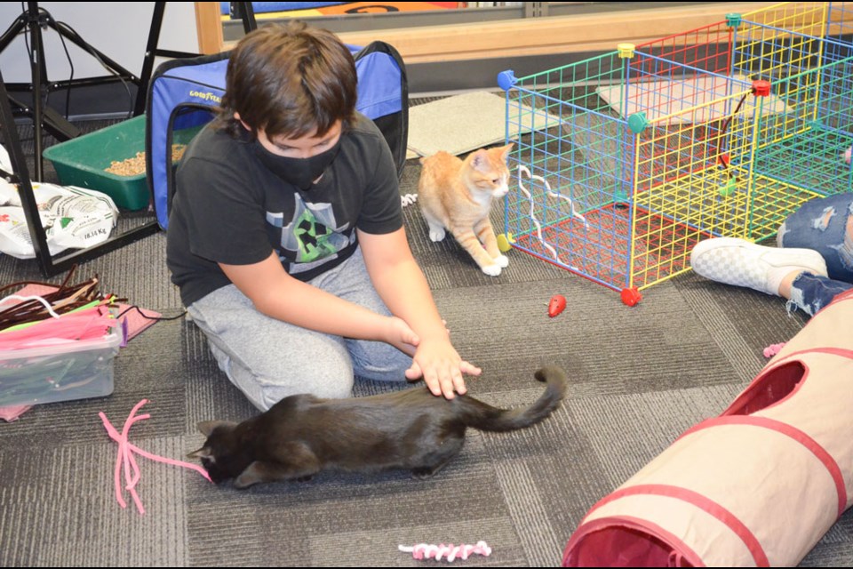 Some kittens were very active and enjoyed playing steadily. 


