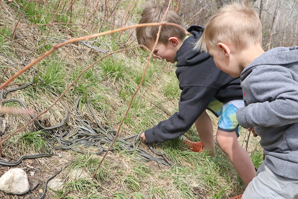 Reid Prokopchuk and Myles Prokopchuk look at the garter snakes leaving their
winter dens at the Fort Livingstone National Historic Site on Mother’s Day, May 11.