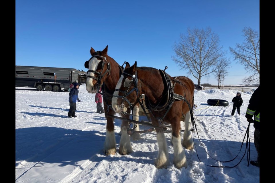 Luke and Duke were a popular duo offering horse drawn sled rides at Unity's museum as part of Family Day activities hosted there Feb. 21.