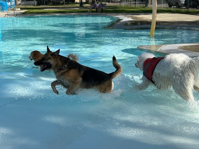 ozzie-chelsea-bentley-romp