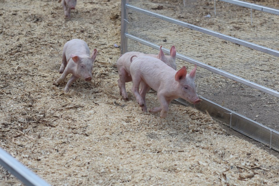 Aces Flying Pig Races was a main attraction at the Yorkton Exhibition.