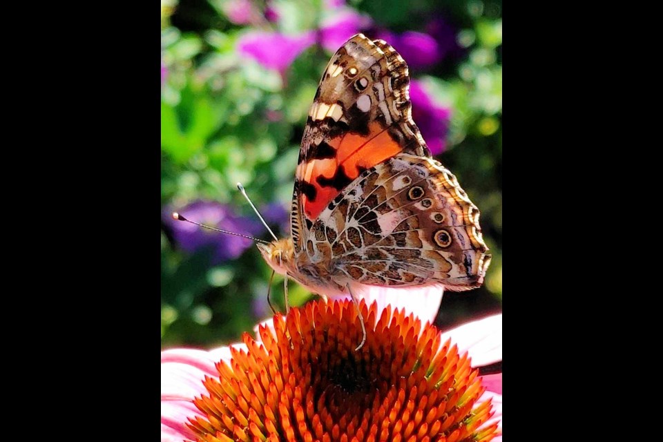 A photo of a painted lady butterfly visiting one of the flowers in Fanterra Fisher-Belak’s pollinator garden won Fisher-Belak the People’s Choice Photography award. 