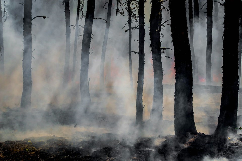 forestfire-unsplash11