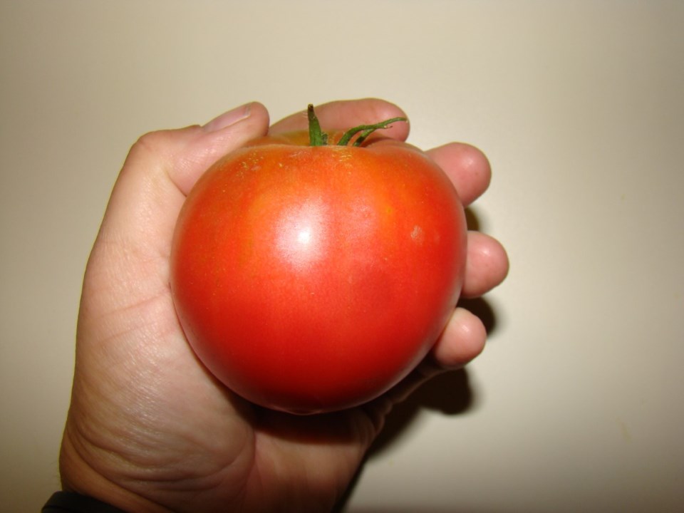 2431-primo-red-tomato-produced-from-hybrid-tomato-seed-large