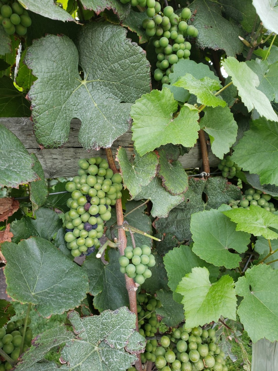 growing wine grapes (Large)