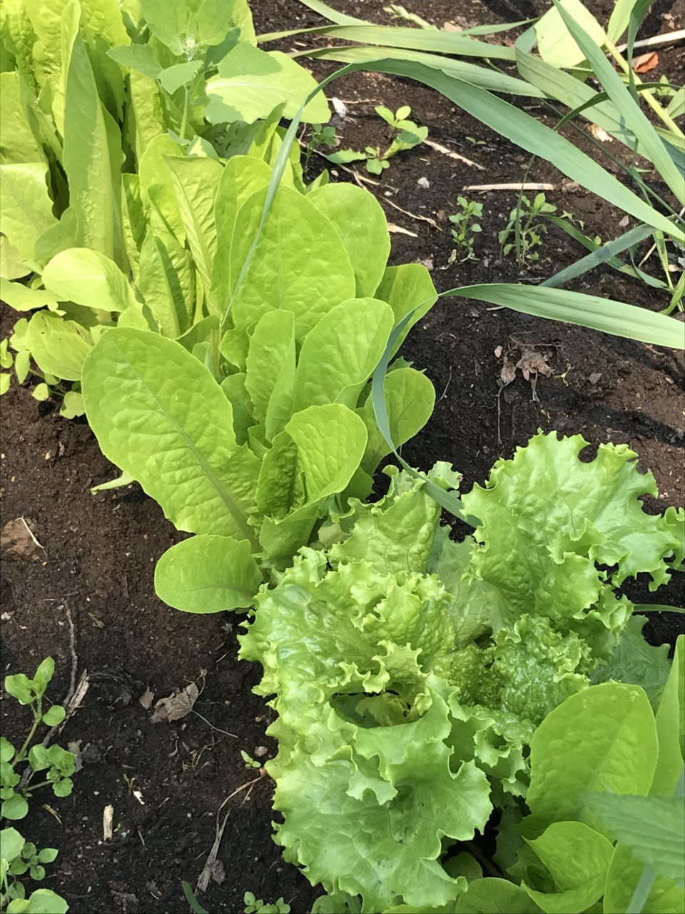 lettuce_leaf-and-romaine