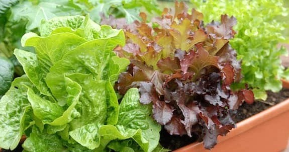 lettuces0224
