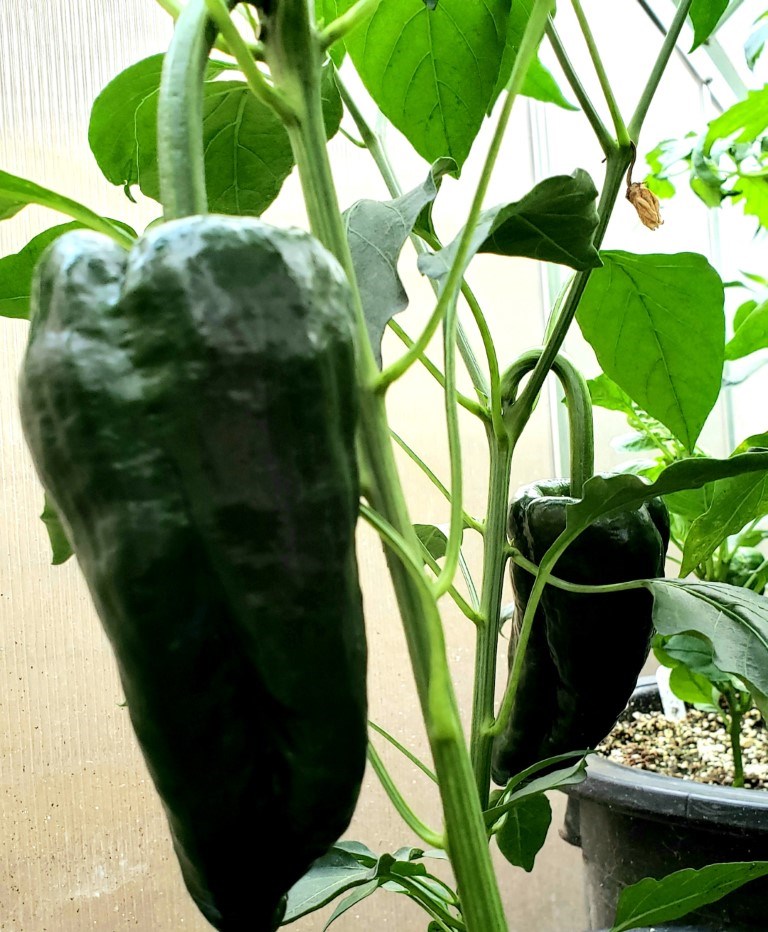 peppers poblano (Medium)