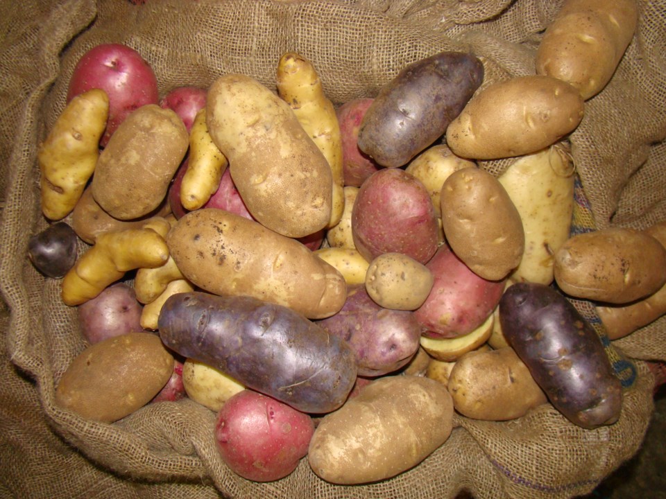 potato-group0423