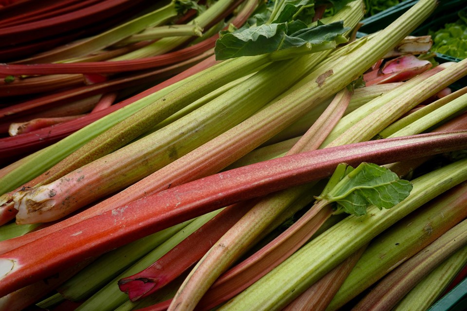 rhubarb