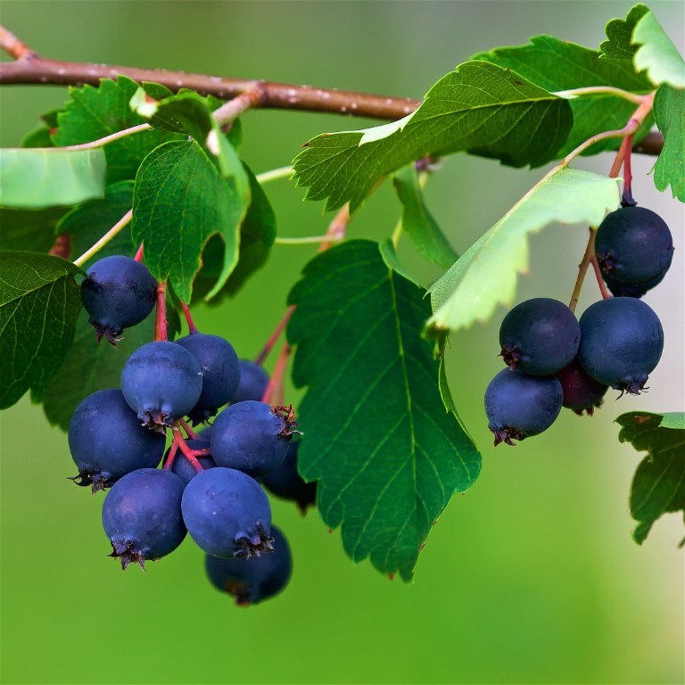 Saskatoon Berries