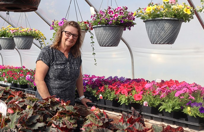 Demand has been high at the Canora Greenhouse so far this spring for Cora Tibbett and her staff, as customers look for just the right eye-popping addition to their yard or garden. When asked what’s popular so far, she simply replied, “Everything.”