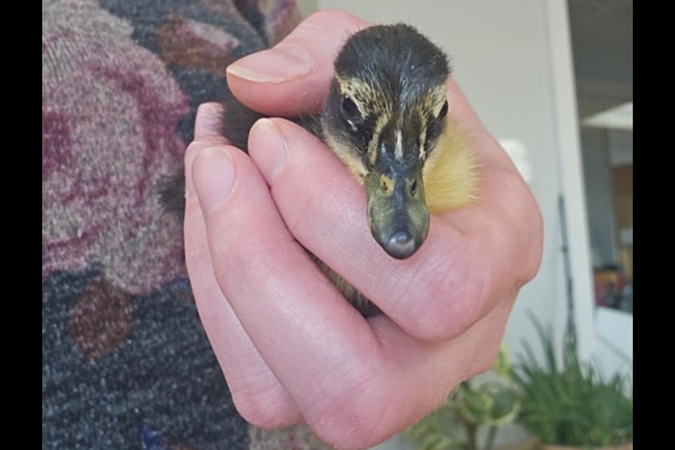 Residents were thrilled to have a baby duck hatch from their cluster of eggs. 