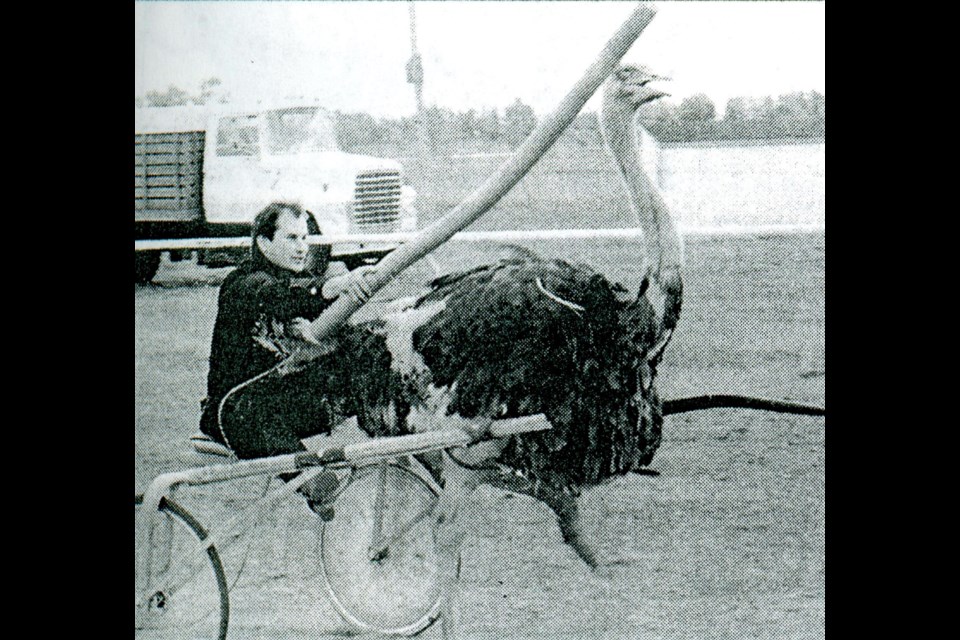 In the lead-up to the 2002 Unity Western Days, a photo of Blair Gerein of Unity, racing one of his ostrich hens hooked up to a sulkie wagon during the 1988 rodeo intermission.