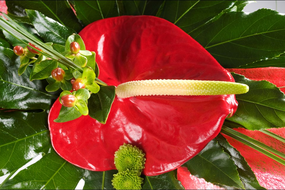 Red anthurium can give a bold new look to traditional red and green holiday colours,