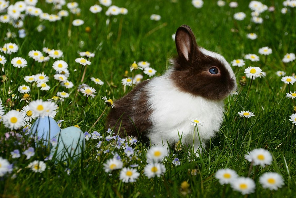 easter-bunny-0425