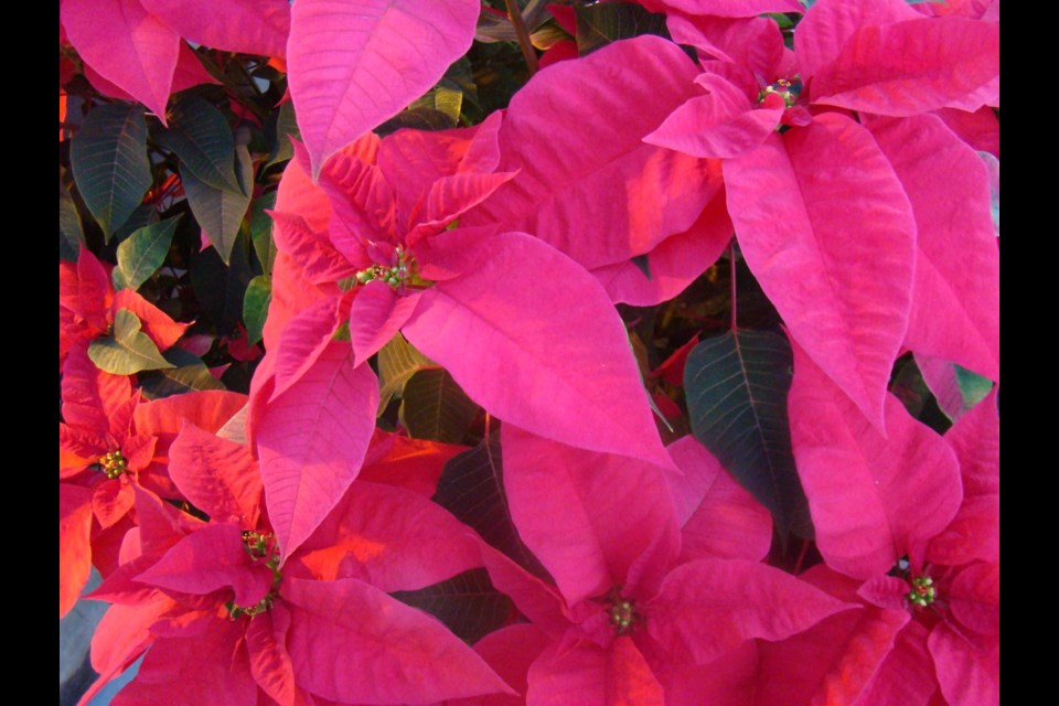 The “blooming red flower” is not a true flower but rather a collection of coloured bracts or modified leaves.                   