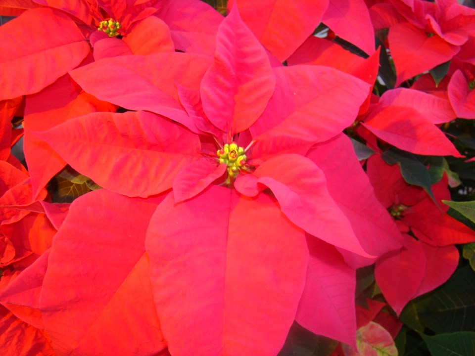 poinsettia-105-large