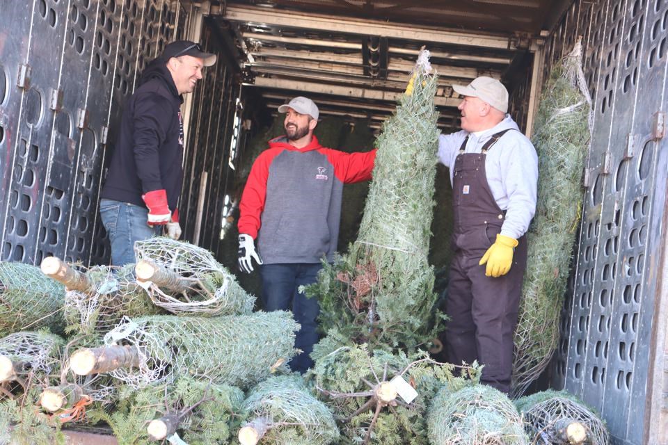 Christmas Trees arrived at the Weyburn Young Fellow Tree Lot on November 27.