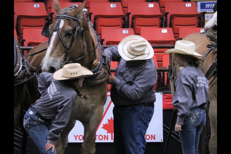 Randy Banga works on the harness of his team Ned and Doc.