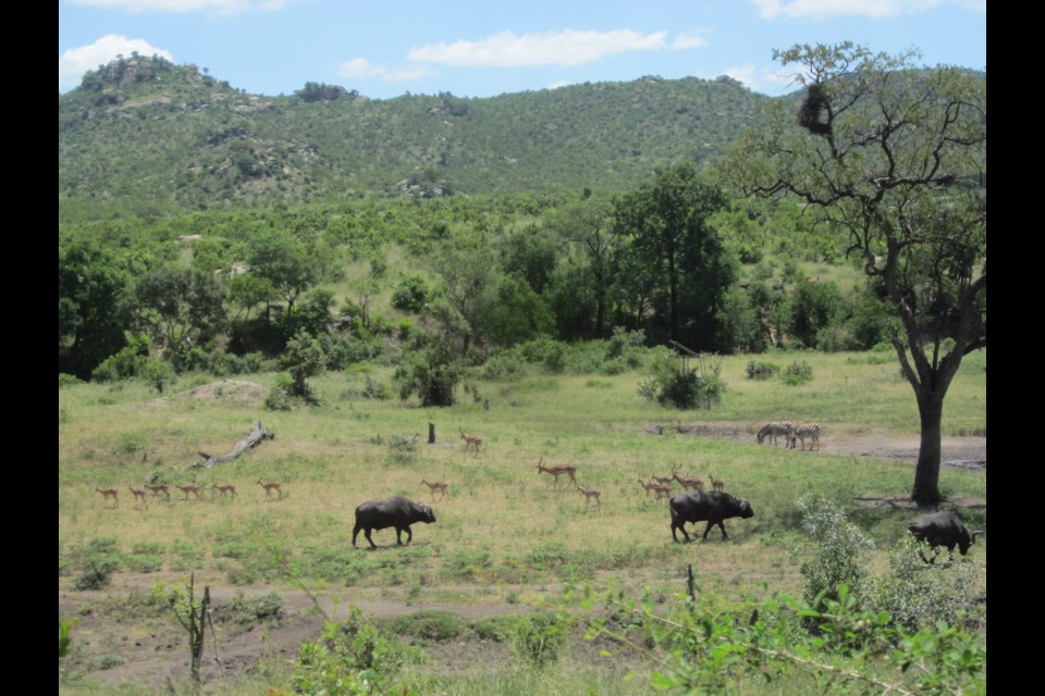 Wild animals were seen from the jeep during a tour of the Kruger Wildlife Reserve in South Africa.               