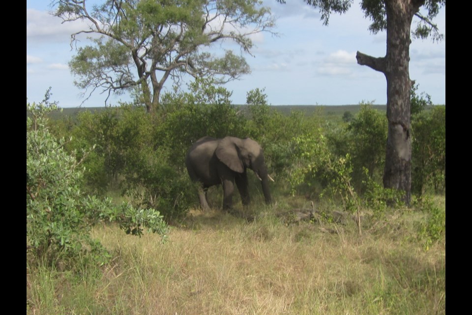 An elephant was seen during a tour of the Kruger Wildlife Reserve in South Africa.                            