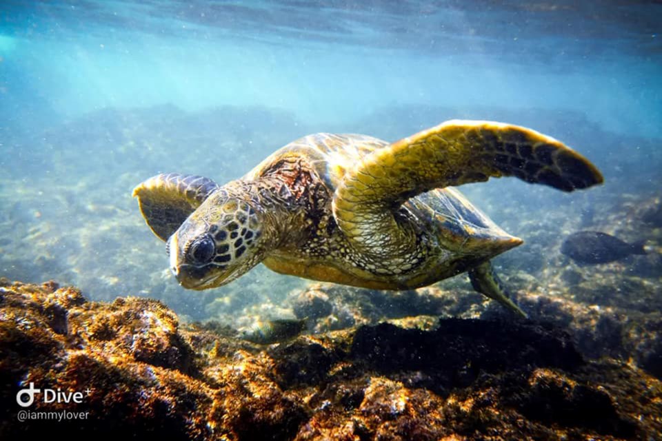 A seas turtle at Honokeana Cove is a sweet little cove north of Lahaina on Maui.