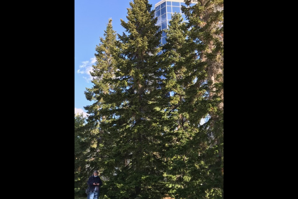 Abies Lasiocarpa. 