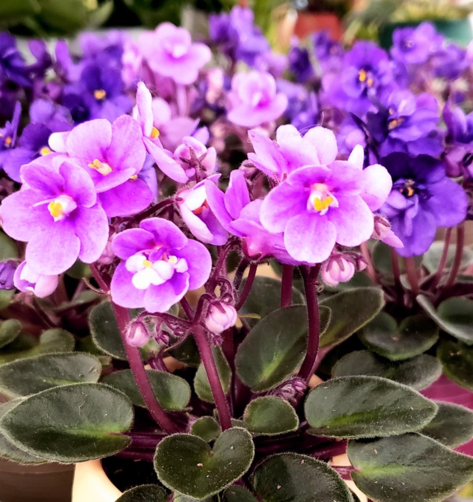 africanviolets0123