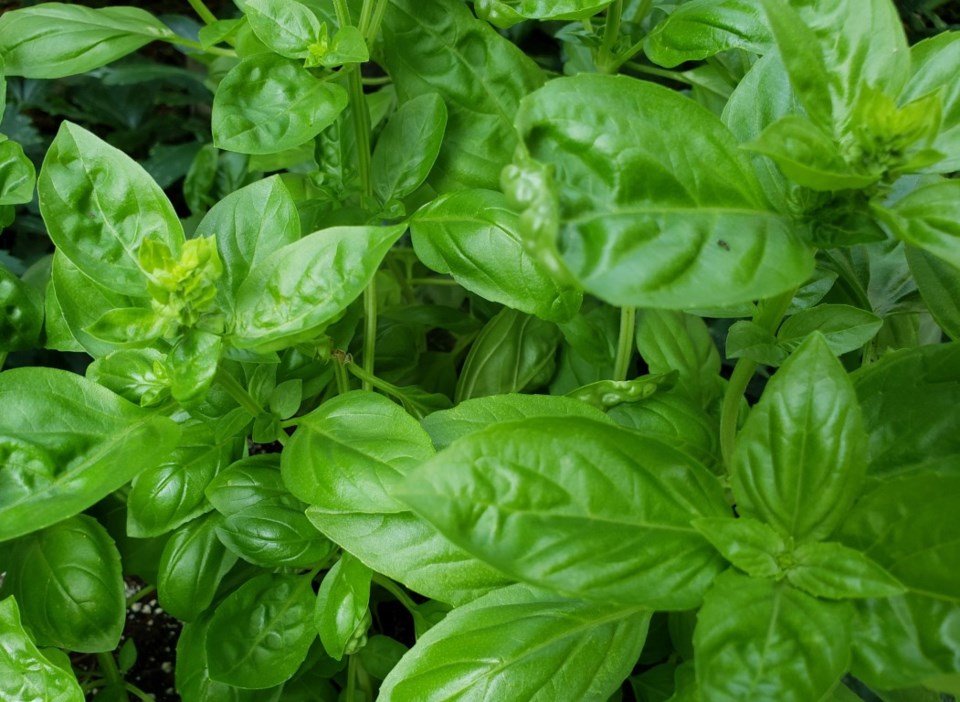 basil (Medium)