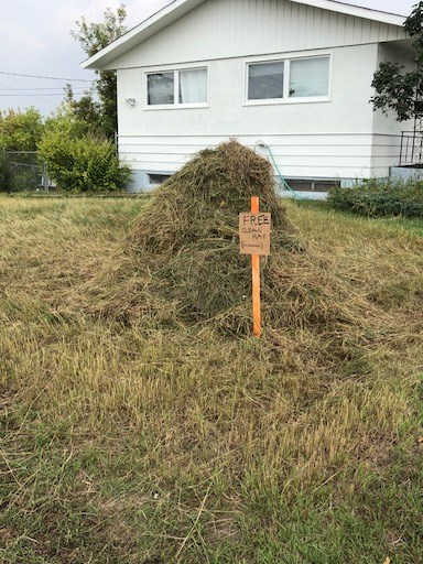 battlefordtallgrass