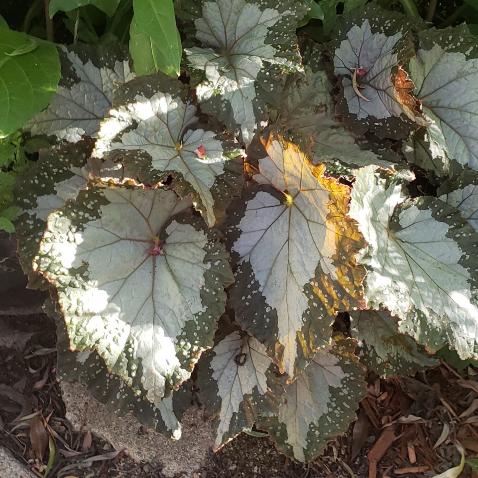 begonia2