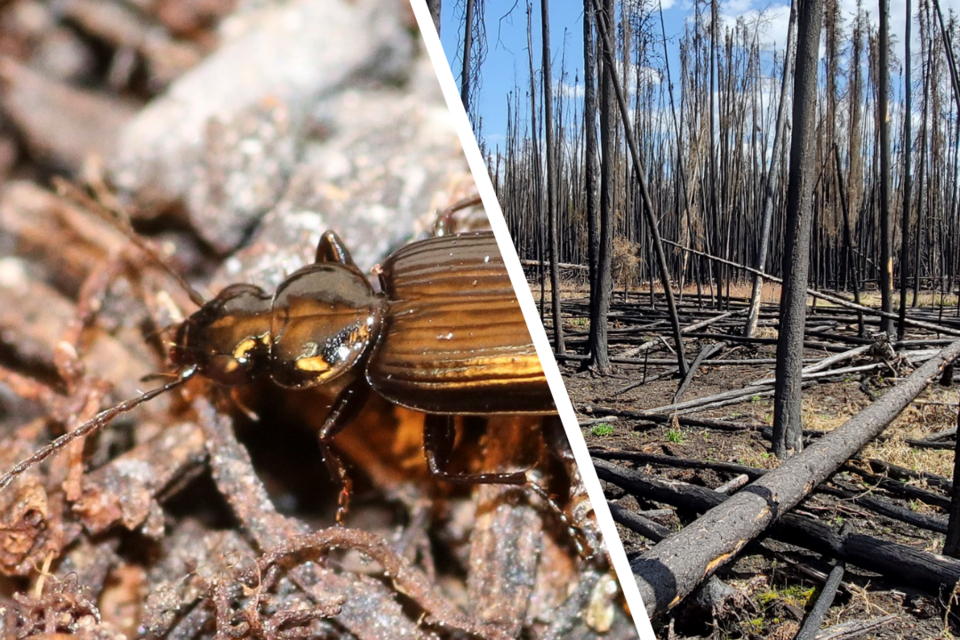 New USask research shows these fire-loving beetles (Sericoda obsoleta, left) benefit from laying eggs in a post-wildfire burnt environment (right, Fort à la Corne, burned in 2020). 