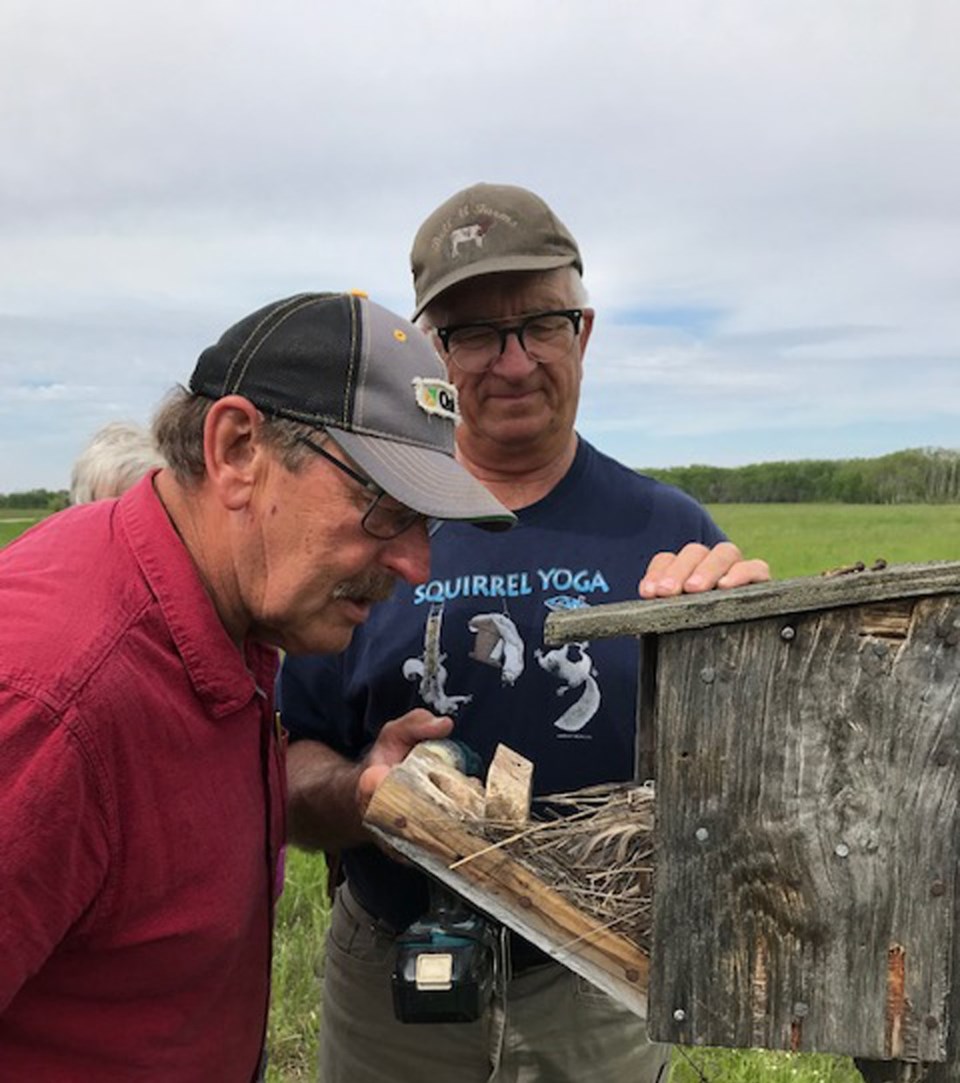 Bluebird banding Morley M. looking into box 72