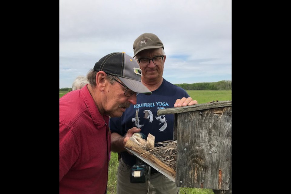 Morley Mairer and Dr. Kenn Wood looking into a nest box.