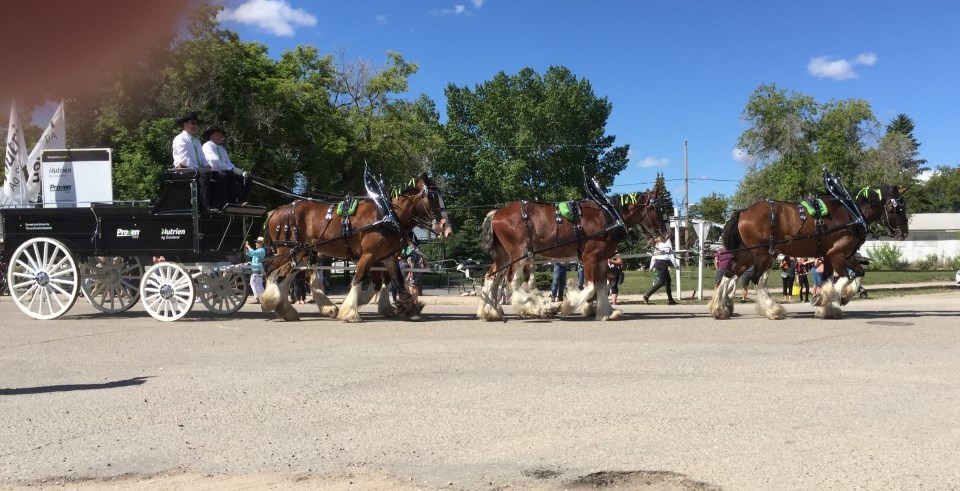 A six-horse team pulled the Nutrien wagon in the Radisson parade.