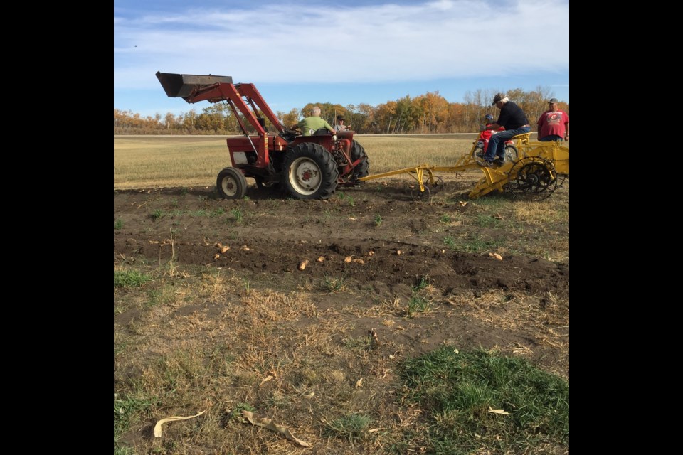 Cyril Saunders and Ruben Rempel digging potatoes at the Borden threshing site Oct. 2. 