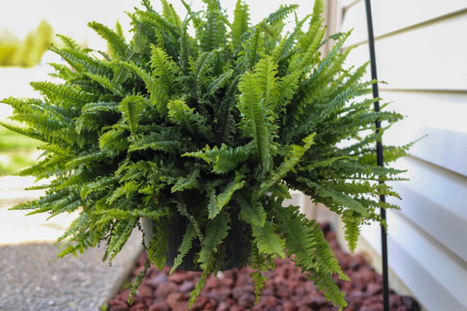 bostonfern0323