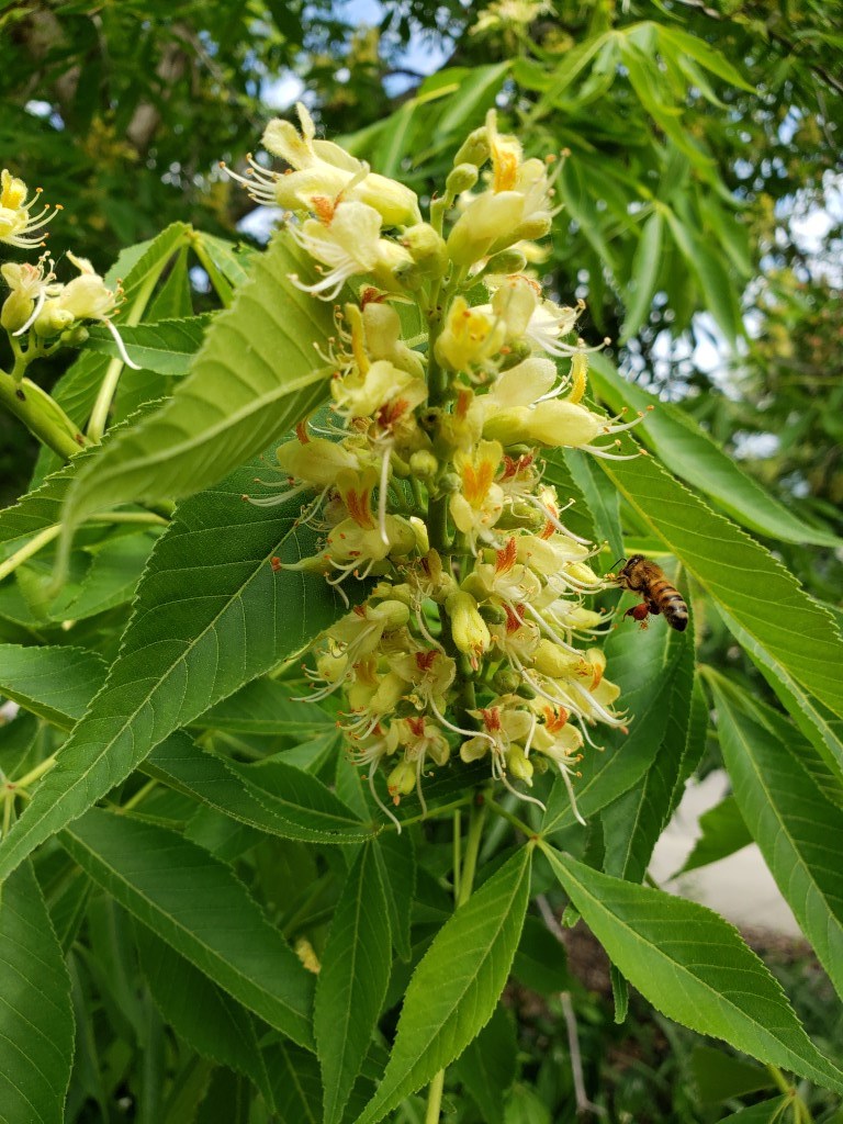 buckeye flower with bee