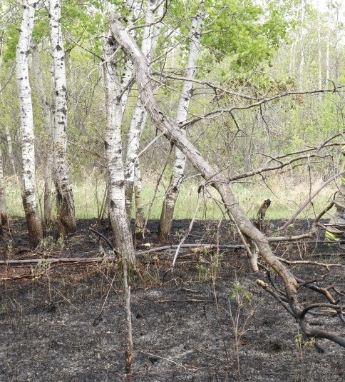 bush-fire-discovered-by-biker-2