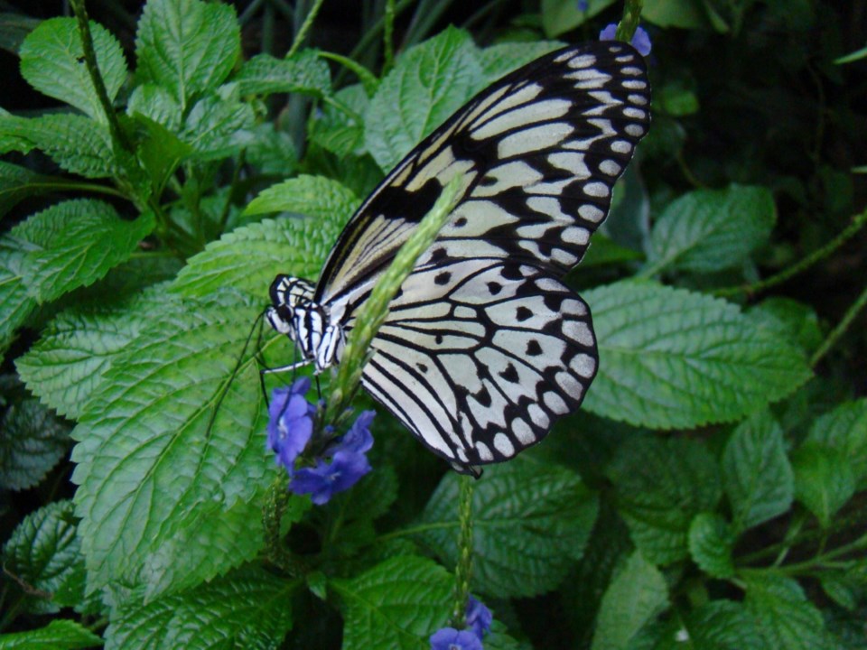 butterflyhouseniagara