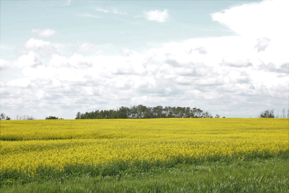 With the continuing warm weather many canola crops like this one are now podded and ready to harvest.
