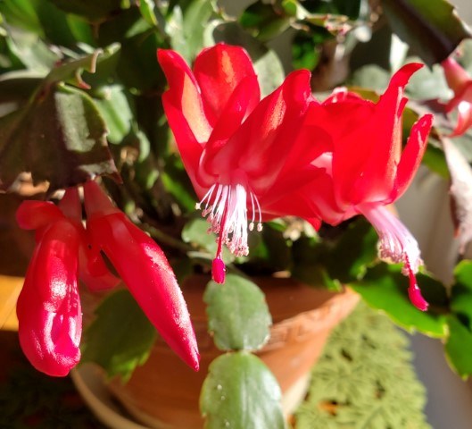 Christmas cactus in flower (Small)