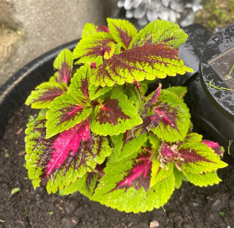 coleus 72