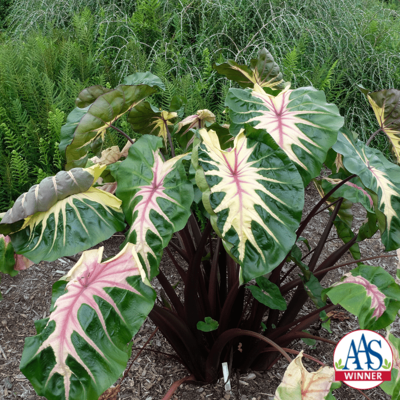 colocasia-royal-hawaiian-waikiki-logo