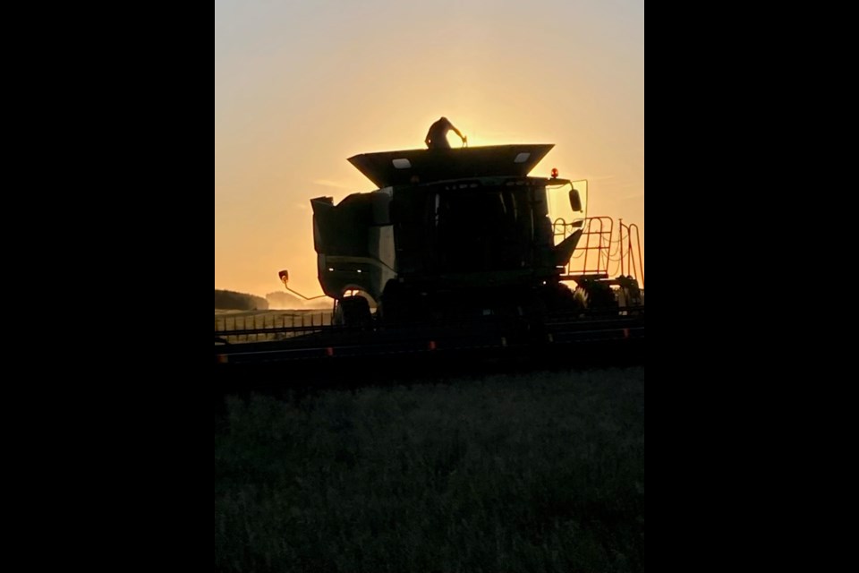 Ryan Woloshyn taking a sample of grain from the combine hopper nearing dusk. 