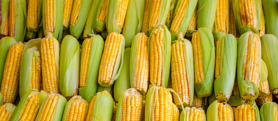 corn cobs