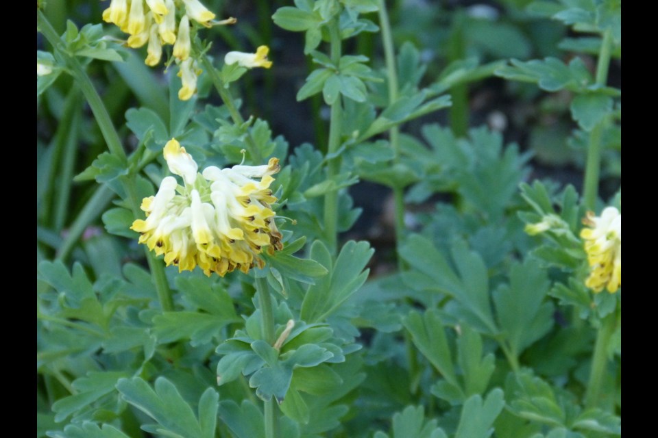Corydalis blossoms grow in large dense racemes, are bright yellow with a brown tip, each with four petals, one of which is spurred.