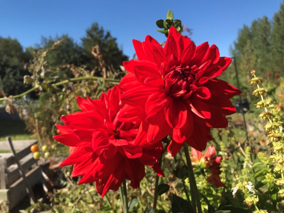 dahlia